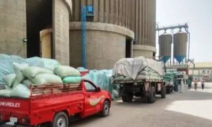 أسوان: ارتفاع توريد القمح إلى 551 ألف طن بنسبة 112.7% خلال الموسم الحالي
