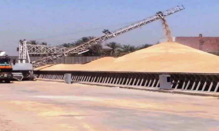 أسوان تحقق إنجازاً في توريد القمح بنسبة 113% تفوق المستهدف