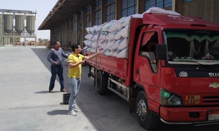 بني سويف تستقبل 280 ألف و465 طن من القمح المحلي