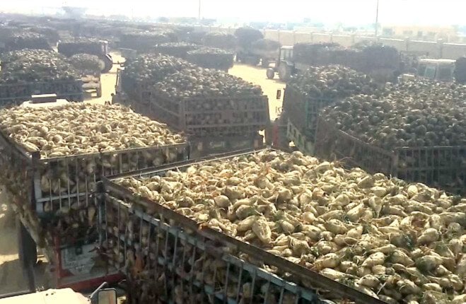 تحقيق الاكتفاء الذاتي من السكر: ثورة البنجر في مصر