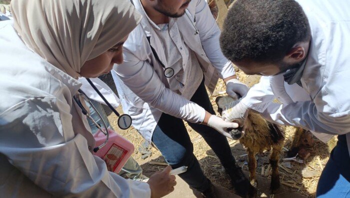«خدمات بيطرية رائدة: نحو 1000 حيوان في قافلة أولاد مامن بسوهاج»
