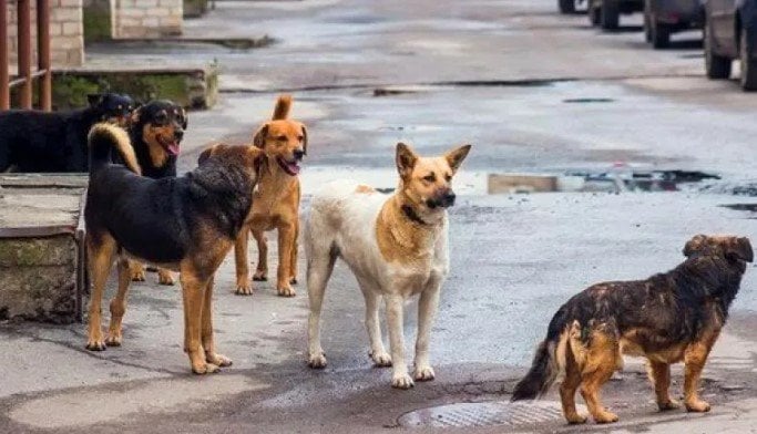 خطة متكاملة للتصدي لمشكلة الكلاب الضالة في أسوان