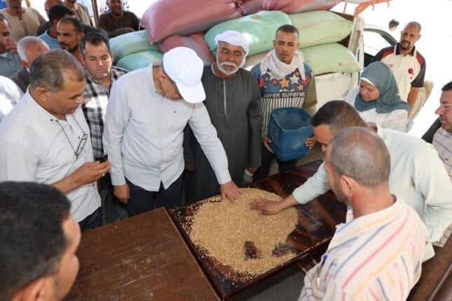 زيادة كبيرة في توريد القمح بالمنيا: 515 ألف طن منذ بداية الموسم