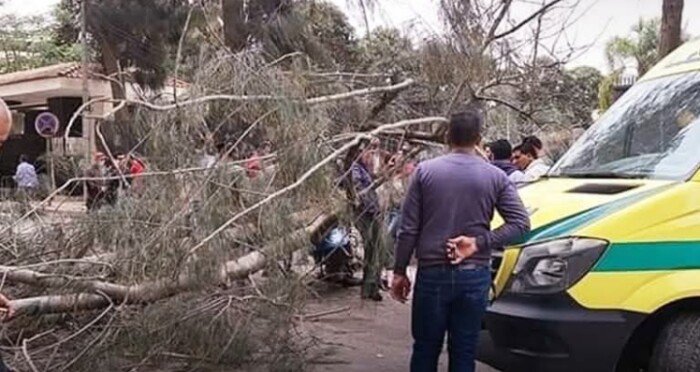 شاب يفقد حياته جراء سقوط شجرة في المنوفية خلال أحوال الطقس السيئة
