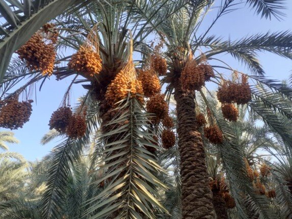مصر في الريادة: سباق الزمن نحو زراعة تمور التصدير
