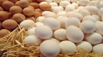 أسعار البيض في مصر اليوم
