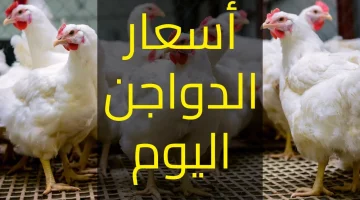 أسعار الدواجن اليوم في مصر
