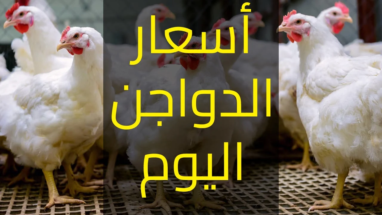 بعد استقرار الأسعار سعر الدواجن اليوم في مصر اليوم الخميس 28 أغسطس 5 بعد استقرار الأسعار سعر الدواجن اليوم في مصر اليوم الخميس 28 أغسطس