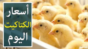 أسعار الكتاكيت
