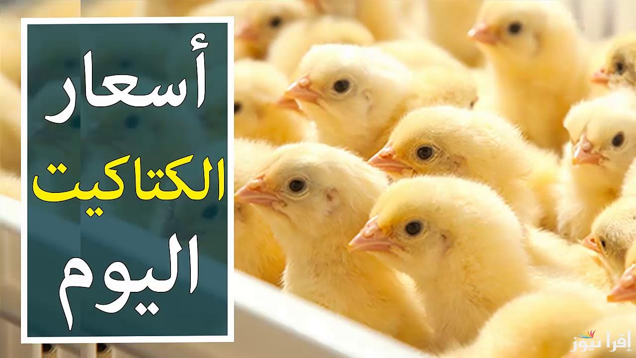 وصلت كم .. أسعار الكتاكيت اليوم بأنواعها حسب تحديثات بورصة الدواجن 5 وصلت كم .. أسعار الكتاكيت اليوم بأنواعها حسب تحديثات بورصة الدواجن