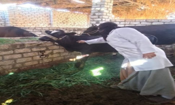 تأمين 20 ألف حيوان في الأسبوع الأول من الحملة الوطنية