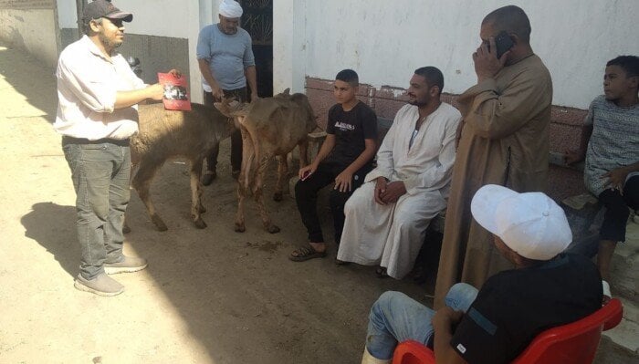جهود تحصين 42 ألف رأس ماشية ضد فيروس SAT 1 في أسيوط وتعزيز التوعية الصحية