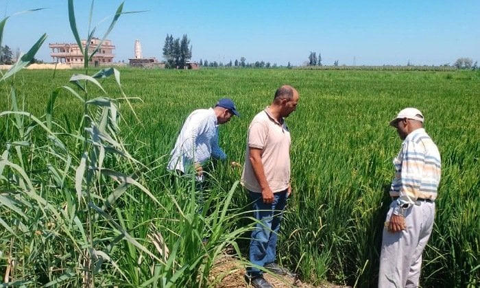 جهود مستمرة لمتابعة زراعات كفر الشيخ ومكافحة الآفات الزراعية