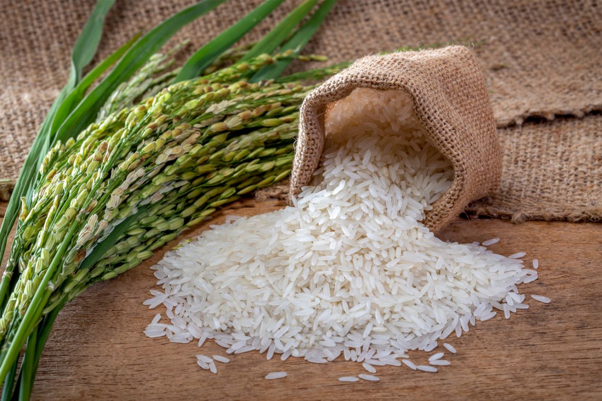 سعر طن أرز الشعير عريض الحبة ورفيع الحبة في السوق اليوم كم وصل؟ 5 سعر طن أرز الشعير عريض الحبة ورفيع الحبة في السوق اليوم كم وصل؟