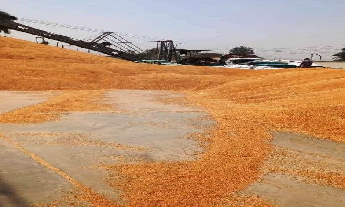 سوهاج تحقق إنجازاً غير متوقع بتوريد 186 ألف طن من القمح، بزيادة 20% عن الهدف المحدد