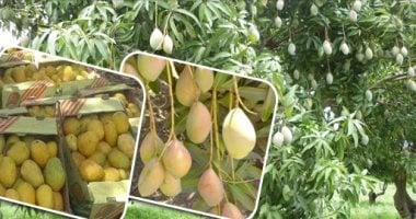أسعار الفاكهة اليوم في أسواق الأقصر والمانجا تبدأ من 45 جنيه