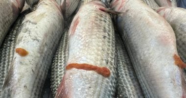 أسعار الأسماك في أسواق مطروح اليوم الأربعاء 24 سبتمبر 2025 البوري بـ150 جنيه 5 أسعار الأسماك في أسواق مطروح اليوم الأربعاء 24 سبتمبر 2025 البوري بـ150 جنيه