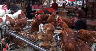 أسعار الدجاج في المنوفية الأحد 24 أغسطس 2025 وما يجب معرفته الآن 17 أسعار الدجاج في المنوفية الأحد 24 أغسطس 2025 وما يجب معرفته الآن