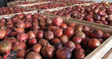 أسعار الفاكهة في الإسماعيلية اليوم الخميس 11 سبتمبر 2025 تعرف عليها الآن
