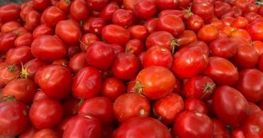 استقرار أسعار الخضروات في أسواق الأقصر اليوم السبت مع بيع الطماطم بعشرة جنيهات 5 استقرار أسعار الخضروات في أسواق الأقصر اليوم السبت مع بيع الطماطم بعشرة جنيهات