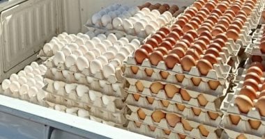أسعار البيض ترتفع في كفر الشيخ اليوم الخميس 18 سبتمبر 2025 5 أسعار البيض ترتفع في كفر الشيخ اليوم الخميس 18 سبتمبر 2025