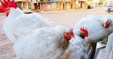 أسعار الدجاج البيضاء والمحلية تشهد انخفاضا ملحوظا في الأقصر اليوم 5 أسعار الدجاج البيضاء والمحلية تشهد انخفاضا ملحوظا في الأقصر اليوم