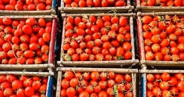 أسعار الخضراوات في الأقصر اليوم السبت 6 سبتمبر 2025 وكميات الطماطم تبدأ من 5 جنيهات 21 أسعار الخضراوات في الأقصر اليوم السبت 6 سبتمبر 2025 وكميات الطماطم تبدأ من 5 جنيهات