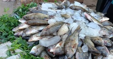 تحديث أسعار الأسماك في أسواق القليوبية اليوم الجمعة البلطي يتصدر بـ80 جنيها 5 تحديث أسعار الأسماك في أسواق القليوبية اليوم الجمعة البلطي يتصدر بـ80 جنيها