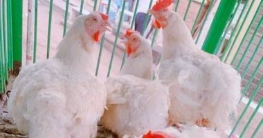 أسعار الدواجن في المنوفية اليوم 26 سبتمبر وصول الفراخ البيضاء إلى 74 جنيها 5 أسعار الدواجن في المنوفية اليوم 26 سبتمبر وصول الفراخ البيضاء إلى 74 جنيها