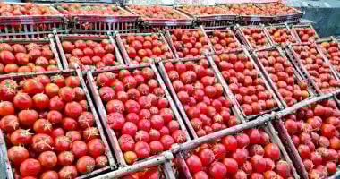 أسعار الخضار والفواكه في كفر الشيخ اليوم الأحد 26 أكتوبر 2025 11 أسعار الخضار والفواكه في كفر الشيخ اليوم الأحد 26 أكتوبر 2025