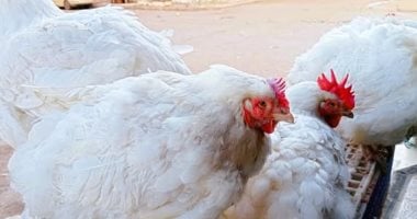 ارتفاع أسعار الدواجن في كفر الشيخ إلى 74 جنيها اليوم السبت 25 أكتوبر 2025 3 ارتفاع أسعار الدواجن في كفر الشيخ إلى 74 جنيها اليوم السبت 25 أكتوبر 2025