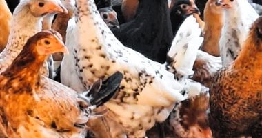 أسعار الدواجن تتأرجح في الإسكندرية اليوم السبت 13 سبتمبر 2025 5 أسعار الدواجن تتأرجح في الإسكندرية اليوم السبت 13 سبتمبر 2025