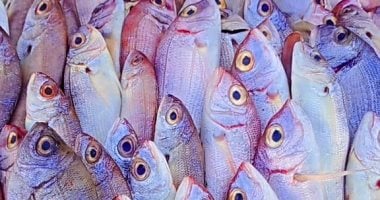 أسعار السمك في أسواق مطروح اليوم السبت 6 سبتمبر 2025 المرجان يسجل 170 جنيها
