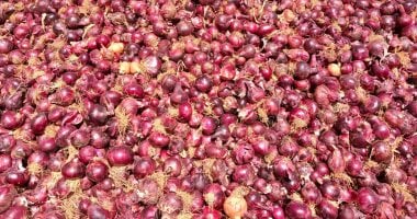 أسعار الخضراوات في الإسكندرية الأحد 21 سبتمبر 2025 البصل يسجل 15 جنيها 5 أسعار الخضراوات في الإسكندرية الأحد 21 سبتمبر 2025 البصل يسجل 15 جنيها