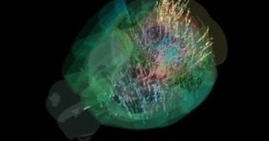 خريطة ثورية تكشف عن نشاط 95% من دماغ الثدييات في دراسة جديدة 5 خريطة ثورية تكشف عن نشاط 95% من دماغ الثدييات في دراسة جديدة