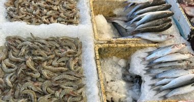 أسعار الأسماك في أسواق مطروح اليوم السبت 25 أكتوبر التونة بـ150 جنيها 8 أسعار الأسماك في أسواق مطروح اليوم السبت 25 أكتوبر التونة بـ150 جنيها