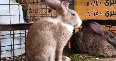 أسعار الأرانب والبط البلدي في سوق الإسكندرية يوم السبت 25 أكتوبر 2025 4 أسعار الأرانب والبط البلدي في سوق الإسكندرية يوم السبت 25 أكتوبر 2025