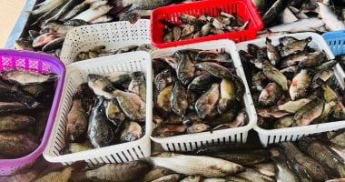 أسعار الأسماك في كفر الشيخ اليوم الأحد 26 أكتوبر ما الجديد في السوق 16 أسعار الأسماك في كفر الشيخ اليوم الأحد 26 أكتوبر ما الجديد في السوق