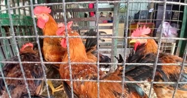 أسعار الدواجن اليوم في الإسكندرية ما بين ارتفاع وانخفاض ملاحظ 12 أسعار الدواجن اليوم في الإسكندرية ما بين ارتفاع وانخفاض ملاحظ