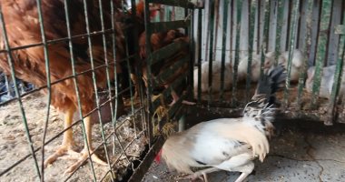 أسعار الفراخ البلدي في الإسكندرية اليوم الأربعاء تثير التساؤلات 1 أسعار الفراخ البلدي في الإسكندرية اليوم الأربعاء تثير التساؤلات